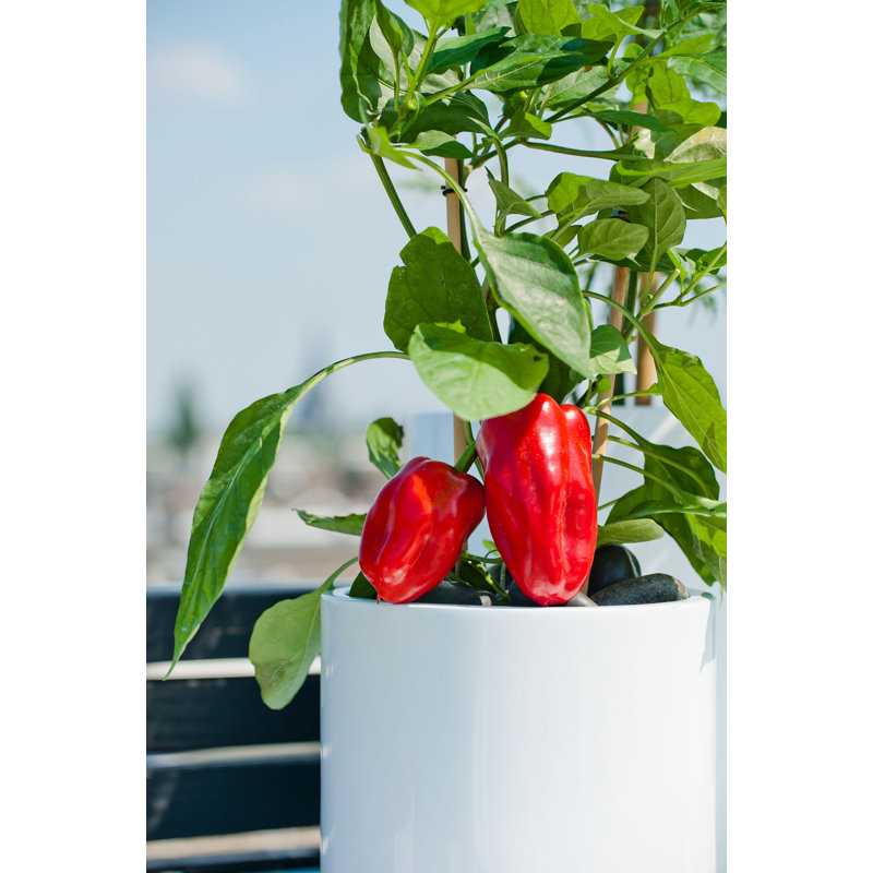 Outdoor White Fiberstone Pot