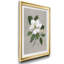 Magnolia botanique - reproduction de photo encadrée sur papier-1672420462-1672420456