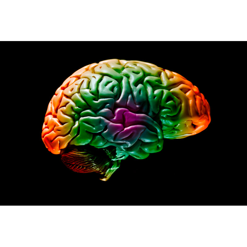 Artist's Brain by DebbiSmirnoff - Wrapped Canvas Print, 30" H x 46" W x 3.8" D