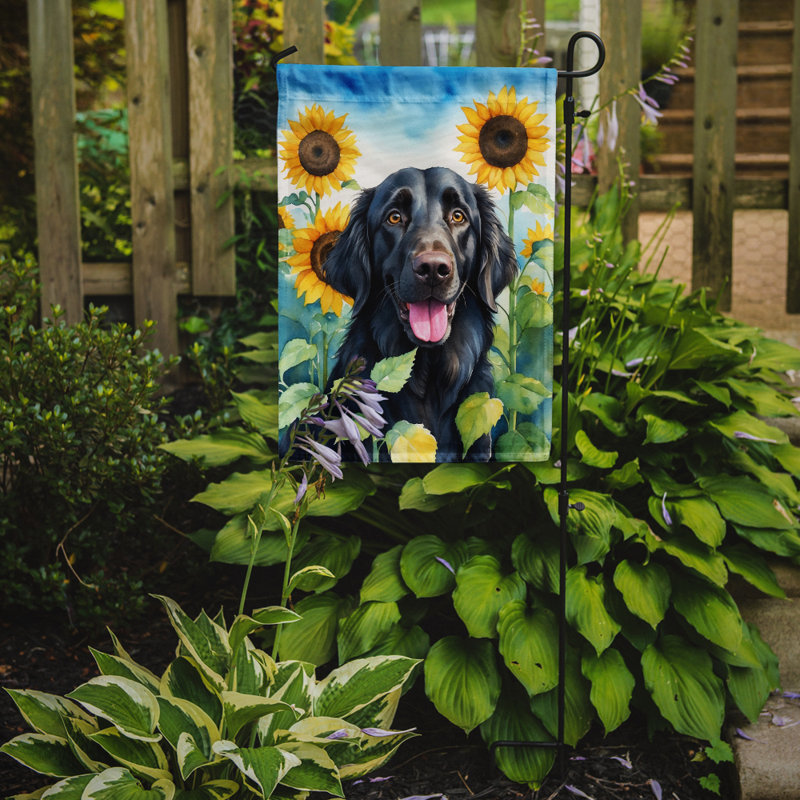Lévrier irlandais dans le drapeau du jardin de tournesols, Retriever à poil plat