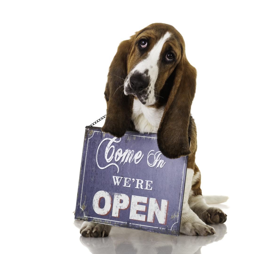 Basset Hound mit Schild Offen