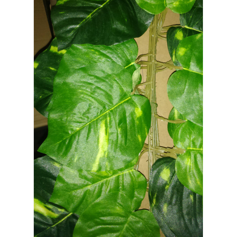 Pothos plante suspendue