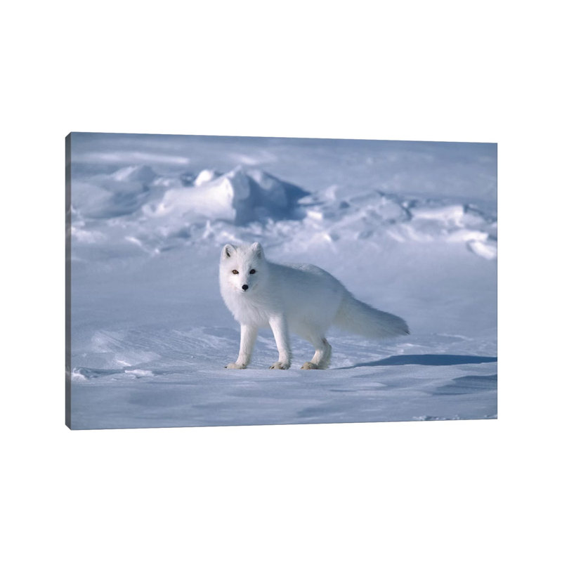 Arctic Fox in Spring, North Slope, Alaska 1 Piece Wrapped Canvas Wall Art, 30.48 cm H x 45.72 cm W