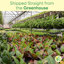 Live Parlor Palm Plant Set