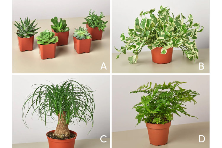 Collage of a grouping of succulents, variegated ivy, a ponytail palm, and a fern plant labeled A, B, C, and D.