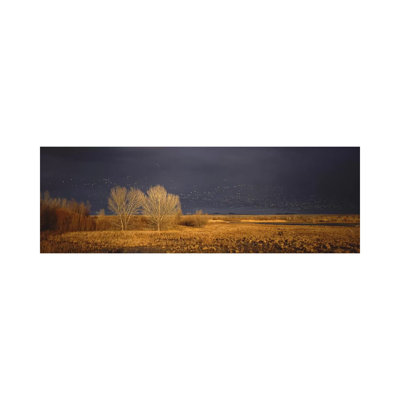Flock Of Snow Geese Flying, Bosque Del Apache National Wildlife Reserve, Socorro County, New Mexico, USA - Wrapped Canvas Panoramic Print