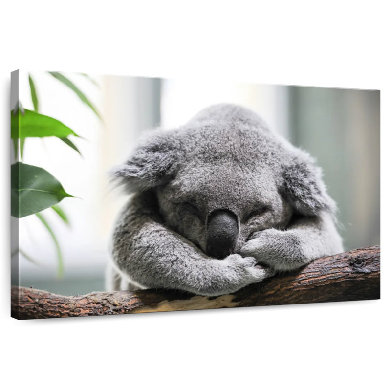 Napping Koala, 8" H x 12" W