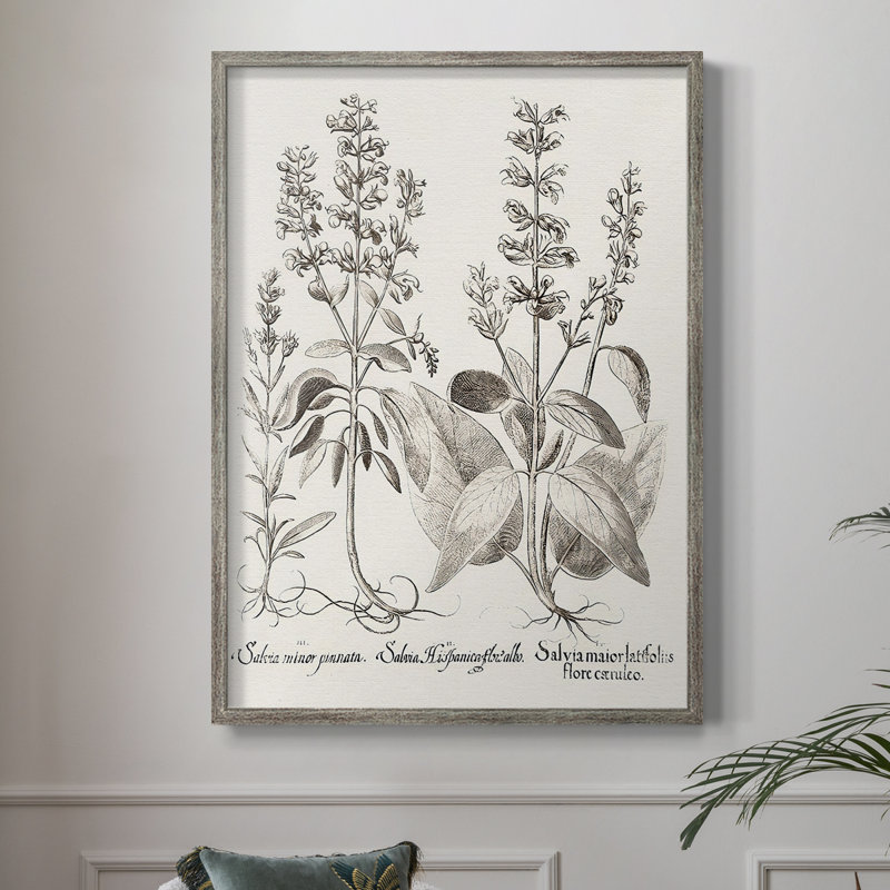 Sépia Besler Botanicals III, reproduction encadrée - bois massif, H 30 po x l 24 po