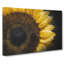 Yellow Sunflower Rising - Wrapped Canvas-56639919