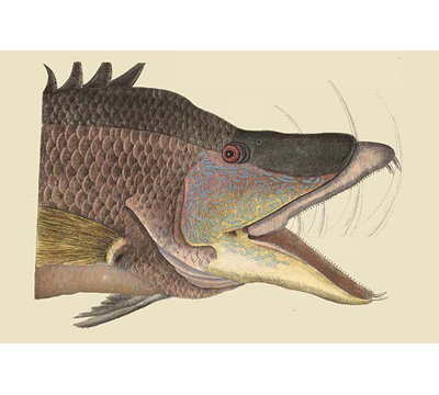 « great poli fish » par mark catesby, impression