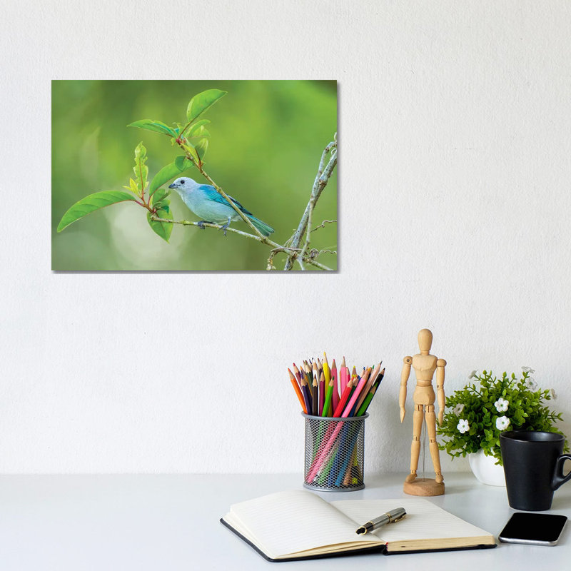 Costa Rica, Sarapiqui River Valley. Blue-Grey Tanager on Limb. 1 Piece Wrapped Canvas Wall Art