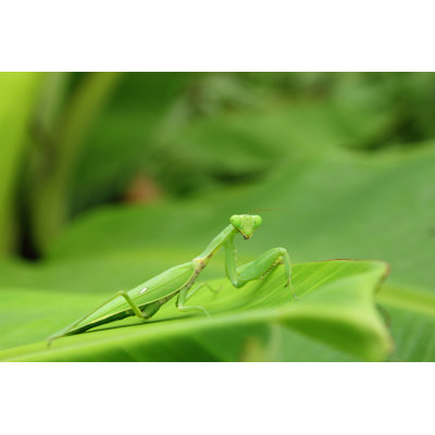 Clarisha " Mantis "