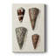 Collection Cone Shell I -Gallery Wraraped Cavas-2086484121