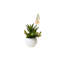 Agave Succulent Arrangement in White Ceramic Sphere