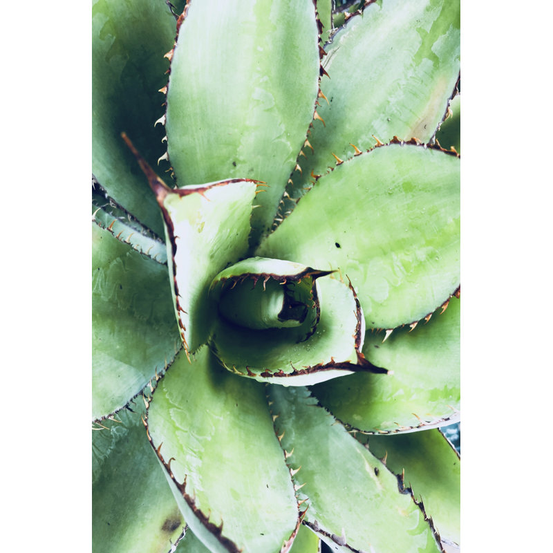 " Green Tropical Succulent VI " by Irena Orlov, 30" H x 20" W x 1.25" D