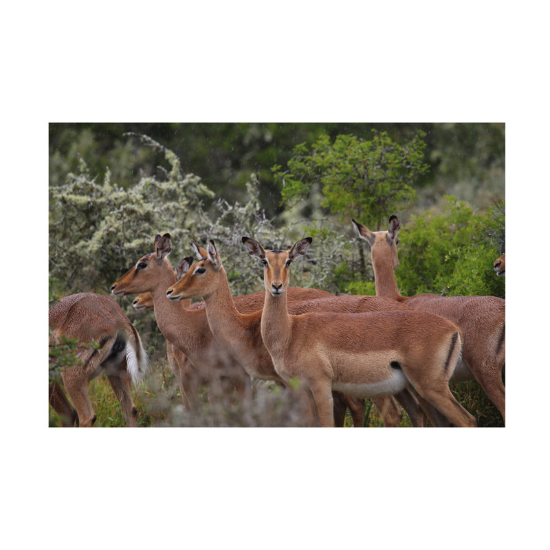 Bolog Bob Langrish Impala Canvas Art, 16" H x 24" W