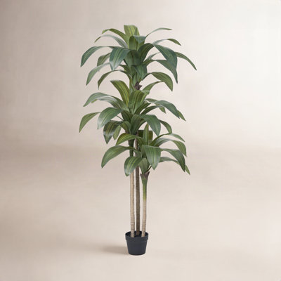Adcock Dracaena Tree in Pot