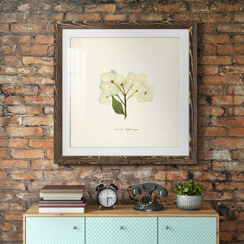 Cornales Hydrangea I-Premium, reproduction encadrée - prête à être accrochée, Papier avec cadre noyer, Blanc