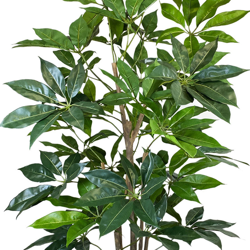 Pot en ciment Schefflera