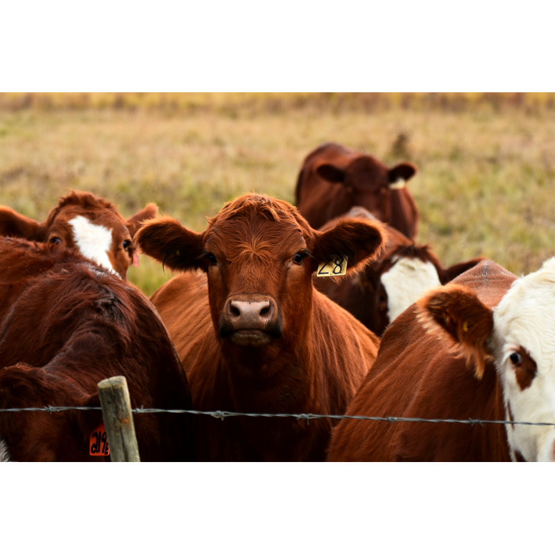 Beef Cattle Close Up by Pamwalker68 - Wrapped Canvas Print, 20.32cm H x 30.48cm W