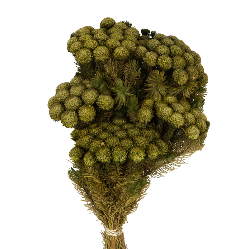 Brunia Stem Bundle, Preserved Brunia Stem Bundle, Preserved, Yellow