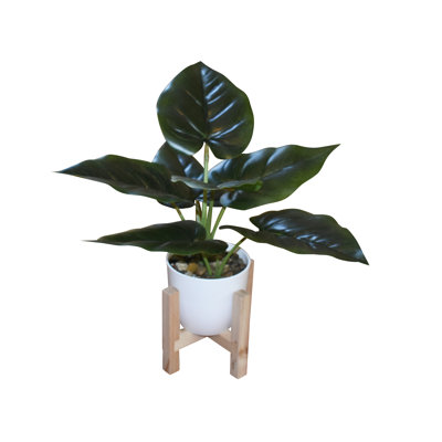 11'' Diaz Pothos Plants In Wooden Stand