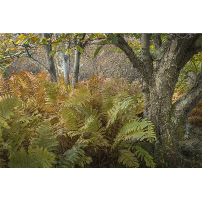 Autumn Ferns by Danny Head - Wrapped Canvas Print