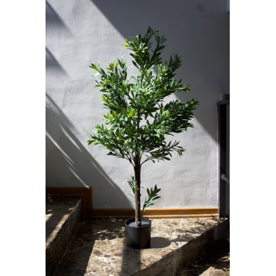 Olive Tree extérieur / intérieur