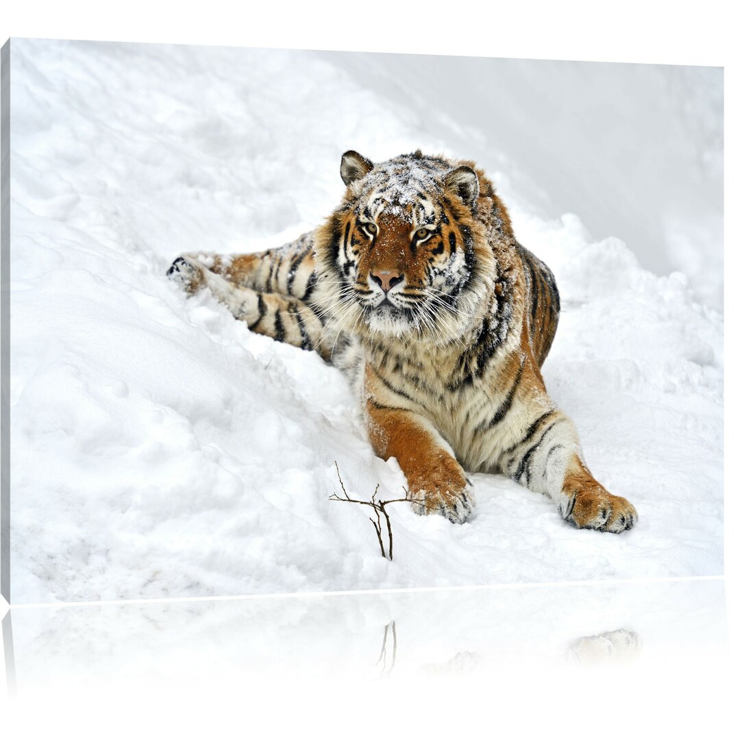 Leinwandbild Amur Tiger im Schnee