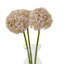 Arrangement-111171289-111171290