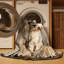  Tapis lavable pour chien Cesky Terrier-658179275