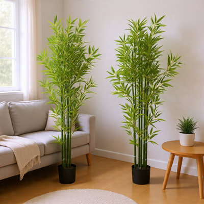 Ensemble de plantes Nadia