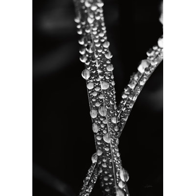" Water Droplets " by Aledanda