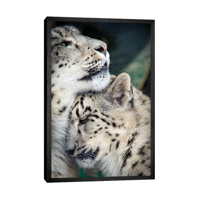 Snow Leopard Mother And Cab by Nik Rave - Print on Canvas, 66.04cm H x 45.72cm W x 3.81cm D, Black Framed