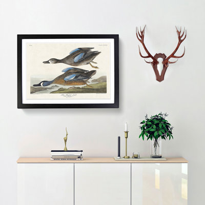 Blue-Winged Teal Ducks by John Audubon - Framed Print