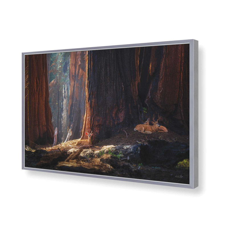 «Deer at the séquoias I» par Martin Podt, reproduction d'art, 30 W x 20 H, Silver, Framed Print