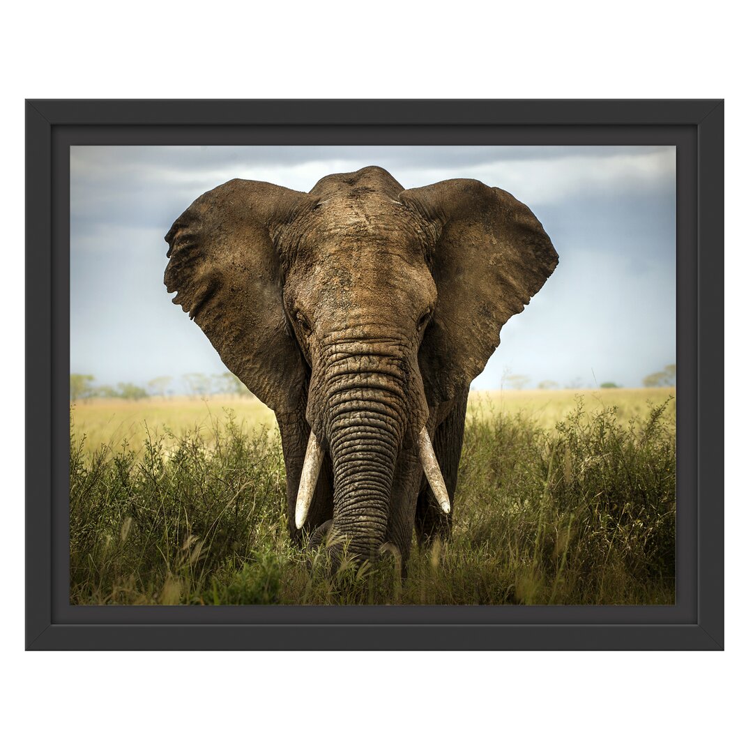 Gerahmtes Wandbild Imposanter Elefant