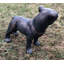 Larae Dog Weather Resistant Concrete Garden Statue-1255861315