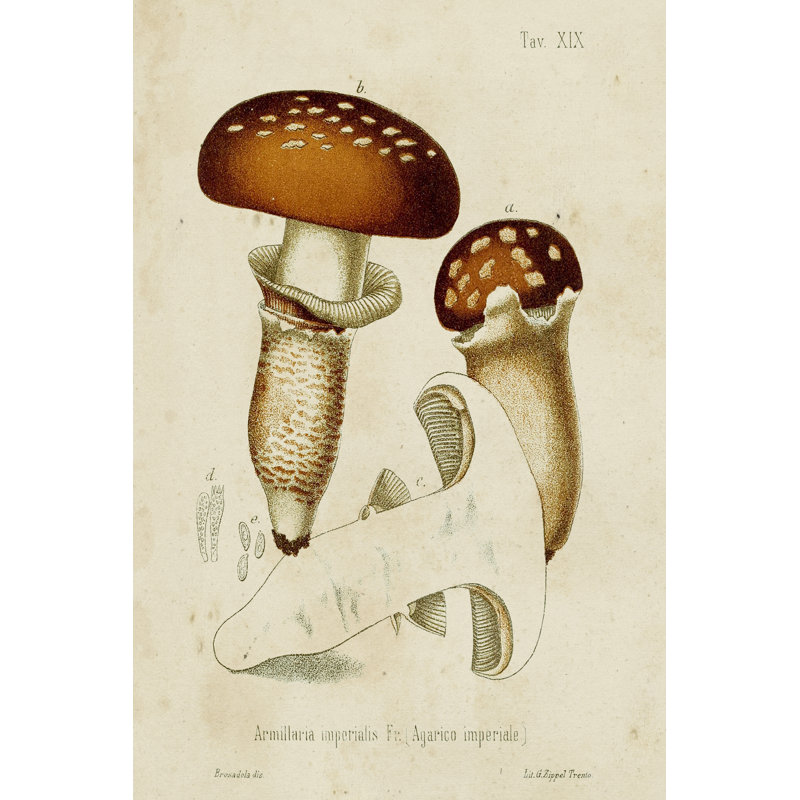 Mushroom Varieties III - Art Prints, 76 cm H x 51 cm W  , Wrapped Canvas
