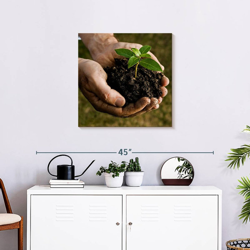 Senne New Seedling Sprouting