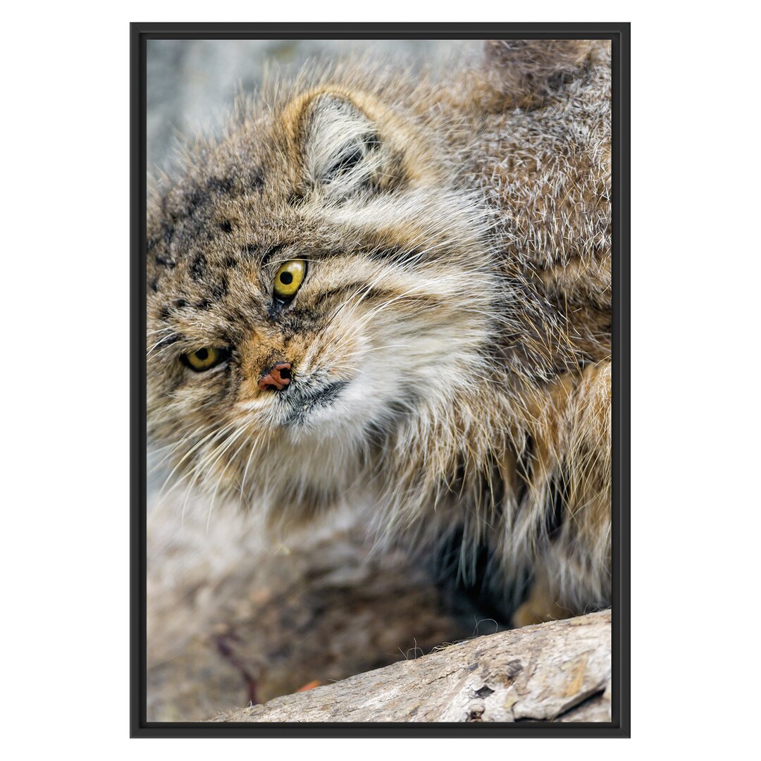 Gerahmtes Wandbild kleine Manul auf Stein