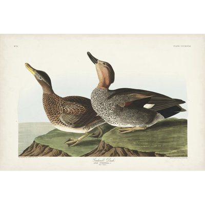 Pl 348 Galdwell Duck