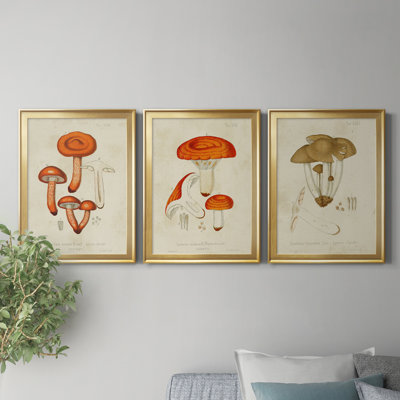 «Mushroom Variétés IV», reproduction encadrée de qualité supérieure - prête à être accrochée
