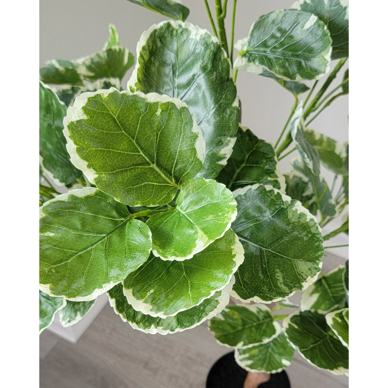Faux Money Tree Plant in Pot, 47" H x 22" W x 22" D