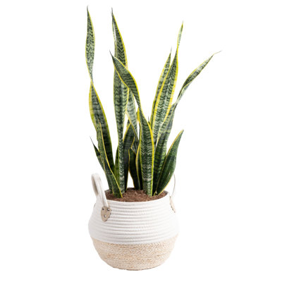 Snake Plant in Planter