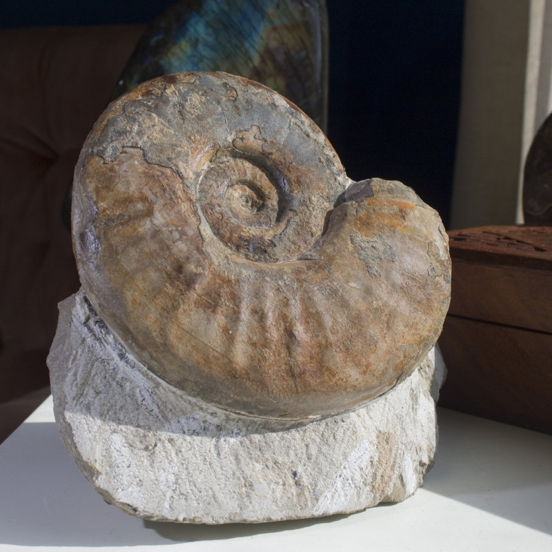 Ammonite fossile dans la matrice - Maroc