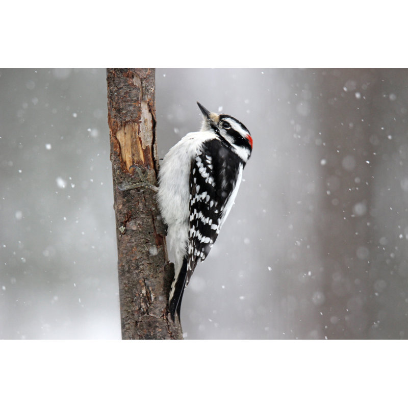 Downy Woodpecker - Photographie sur toile tendue, H 8 po x l 12 po