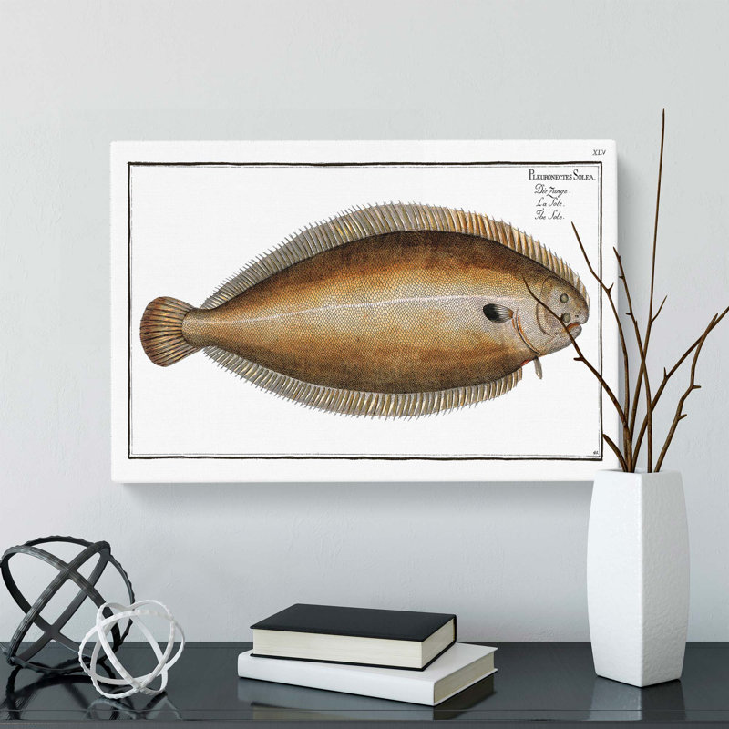 Sole Fish by M.E. Bloch - Wrapped Canvas, 60cm H x 91cm W x 3cm D