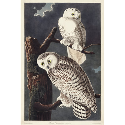 Pl 121 Harfang des neiges