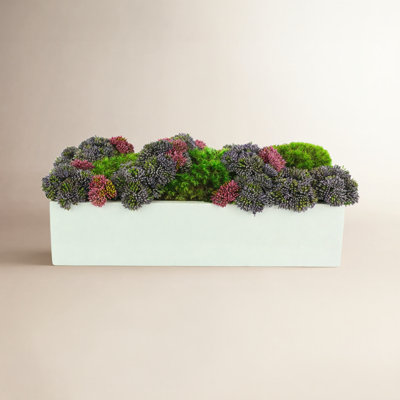 8'' Succulent Sedum in Fiberstone Planter
